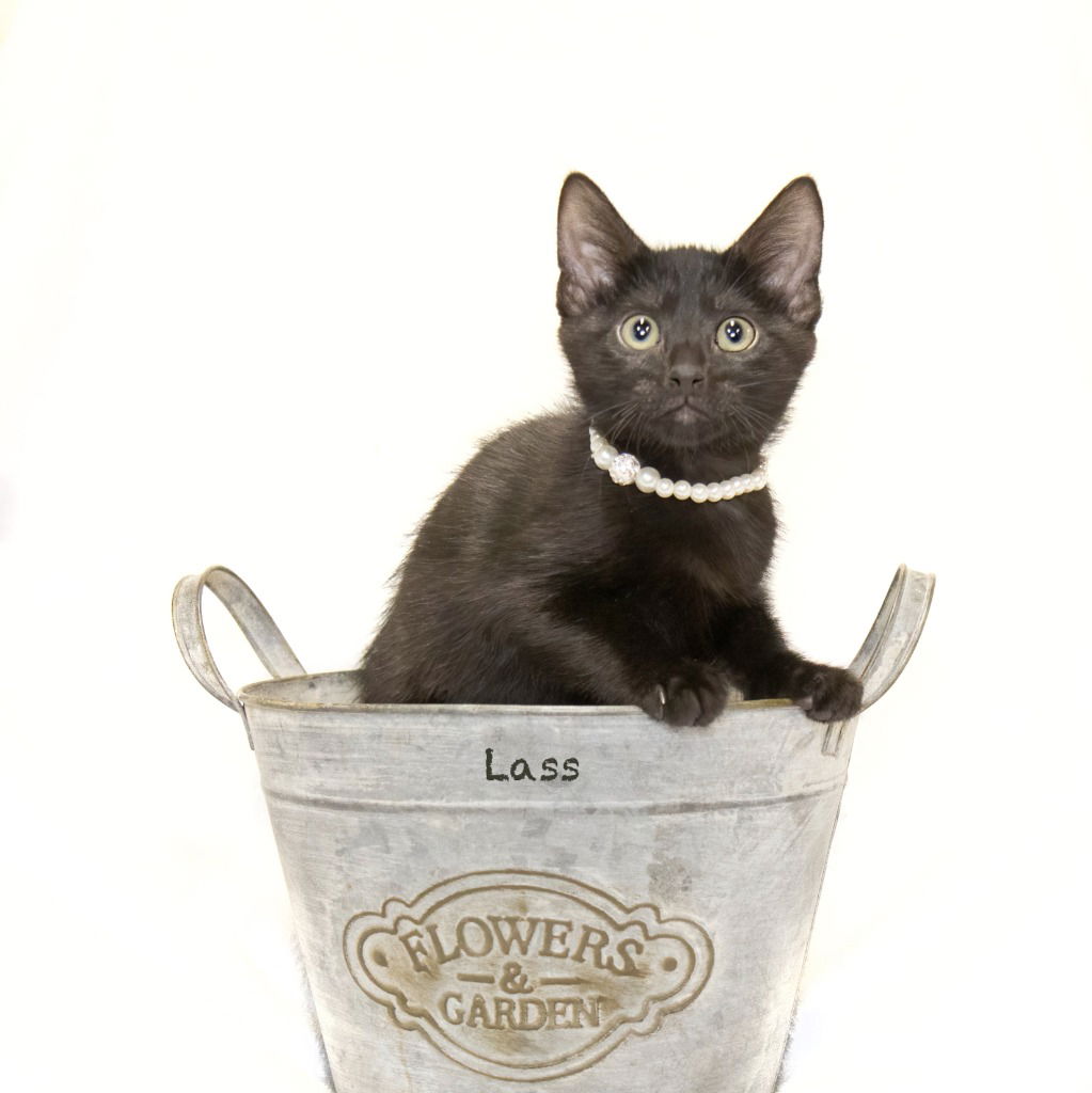 adoptable Cat in Hot Springs Village, AR named Lass