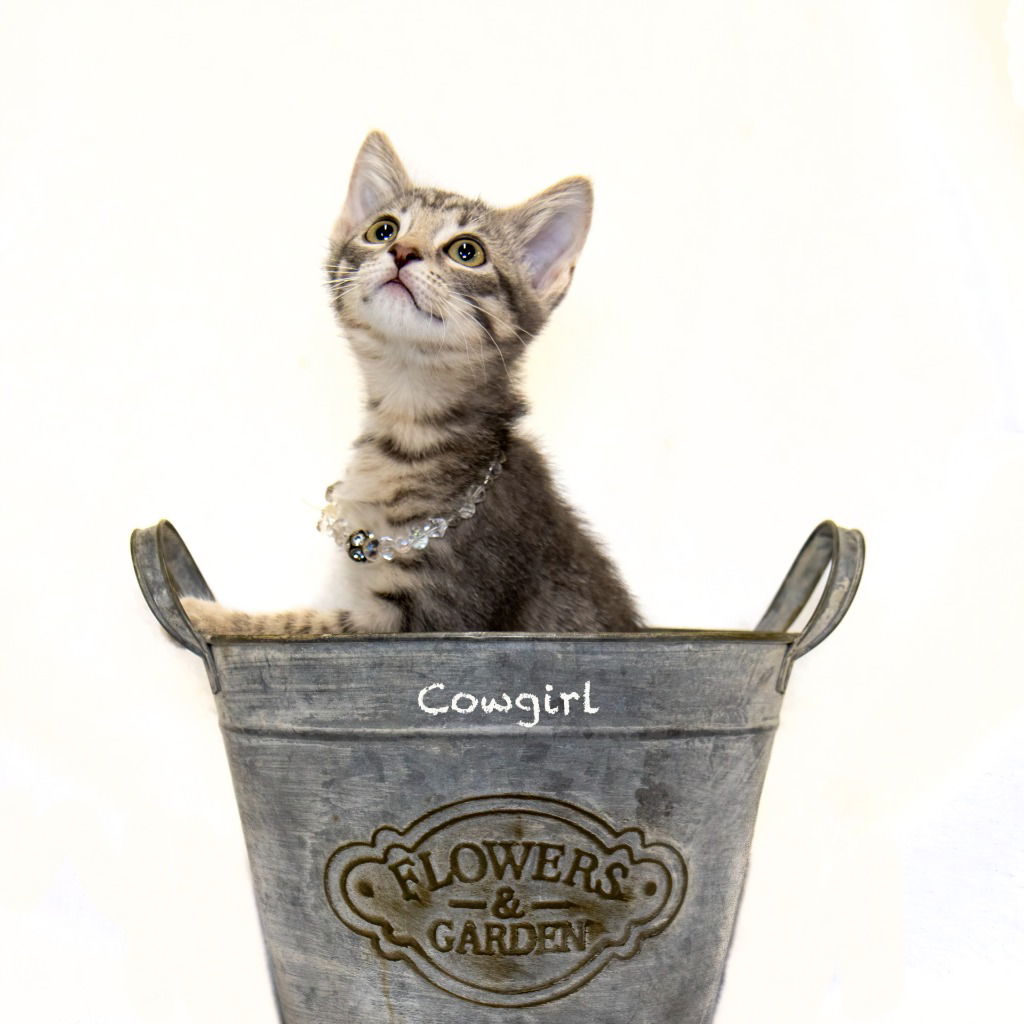 adoptable Cat in Hot Springs Village, AR named Cowgirl