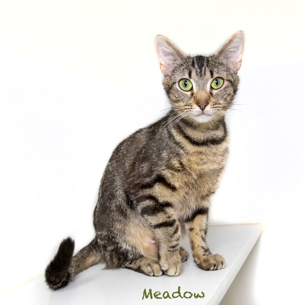 adoptable Cat in Hot Springs Village, AR named Meadow
