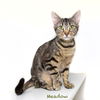 adoptable Cat in Hot Springs Village, AR named Meadow