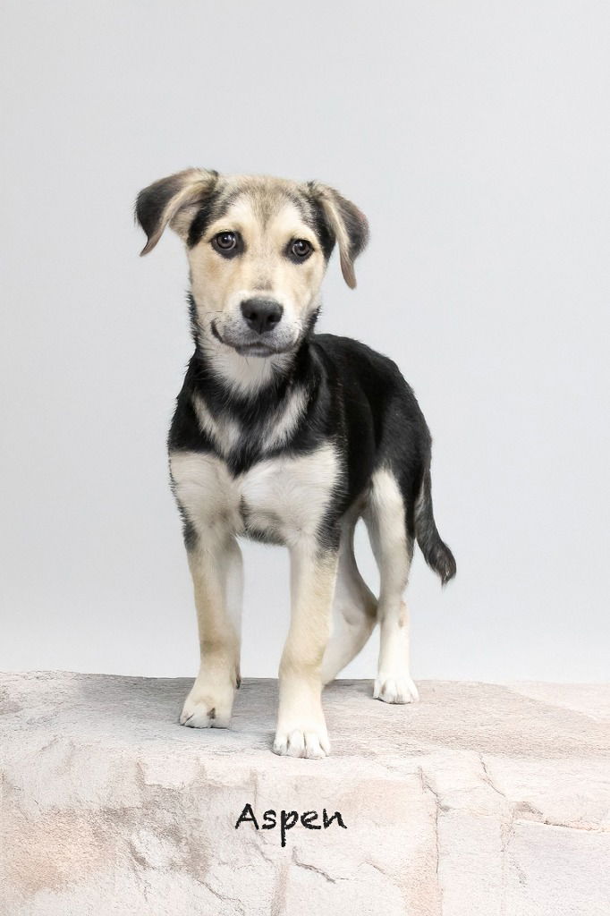 adoptable Dog in Hot Springs Village, AR named Lulu
