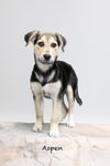 adoptable Dog in  named Lulu