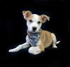 adoptable Dog in  named Dudley