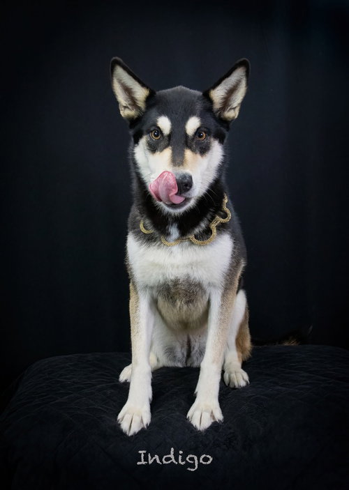 Indigo, an adoptable Husky in Hot Springs Village, AR