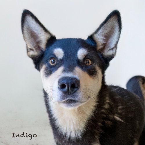 Indigo, photo 4