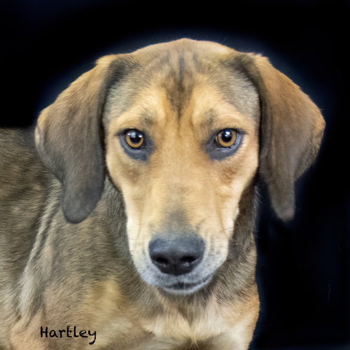 HARTLEY - Catahoula Leopard Dog available for adoption