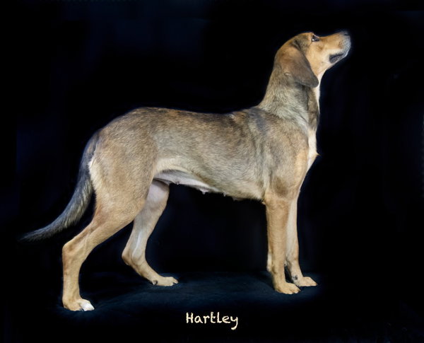 Hartley