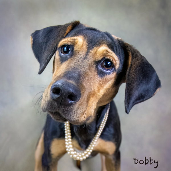 Dobby