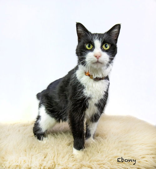 picture of the cat needing adoption