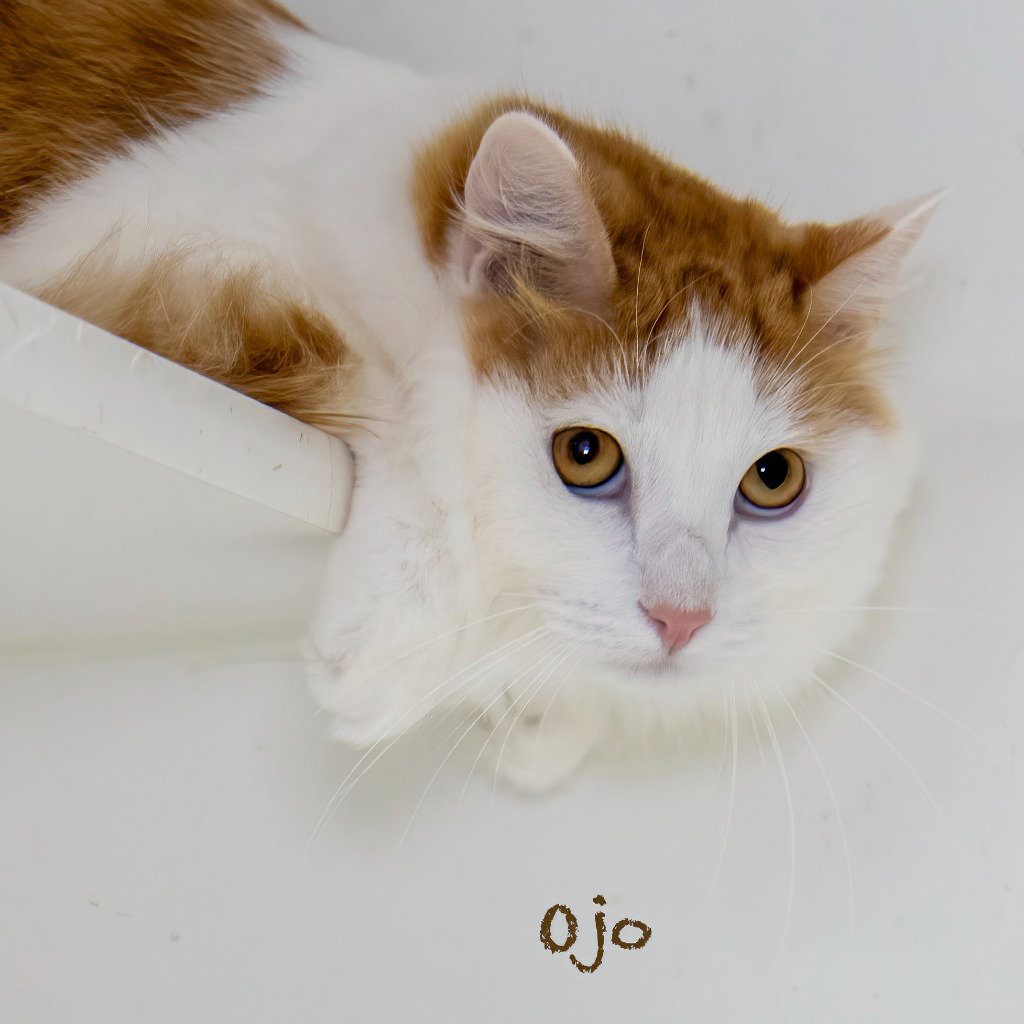 Ojo