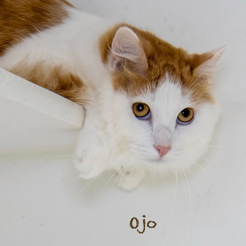 picture of the cat needing adoption