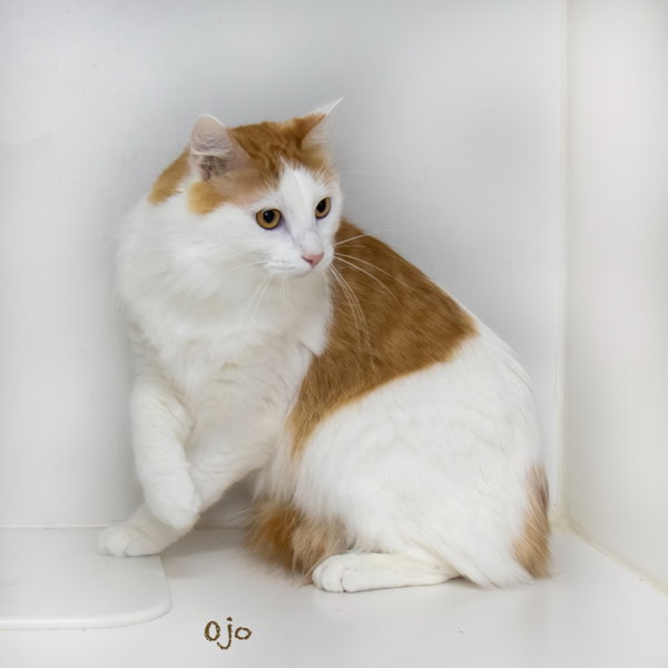 Ojo