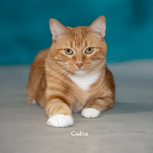 picture of the cat needing adoption