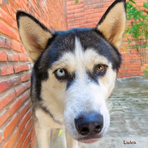 Luka