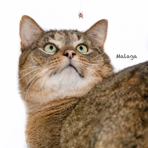 picture of the cat needing adoption