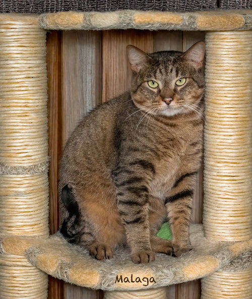 Malaga, an adoptable Domestic Short Hair in Hot Springs Village, AR