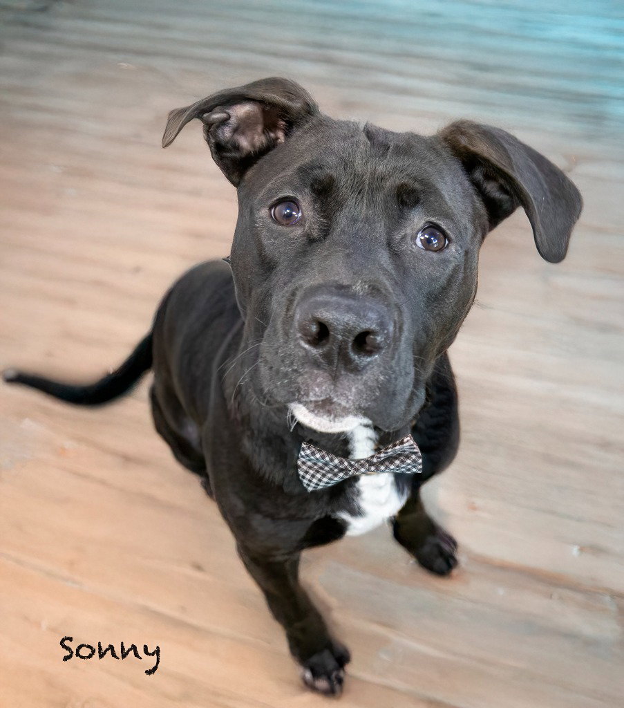 Sonny Image