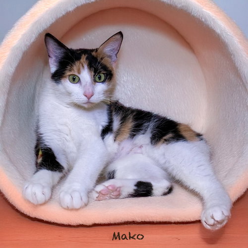 picture of the cat needing adoption