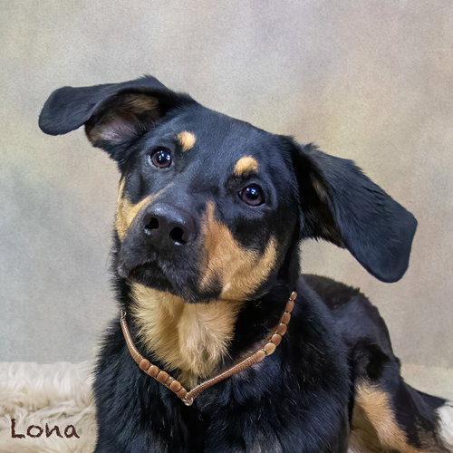 picture of the dog needing adoption