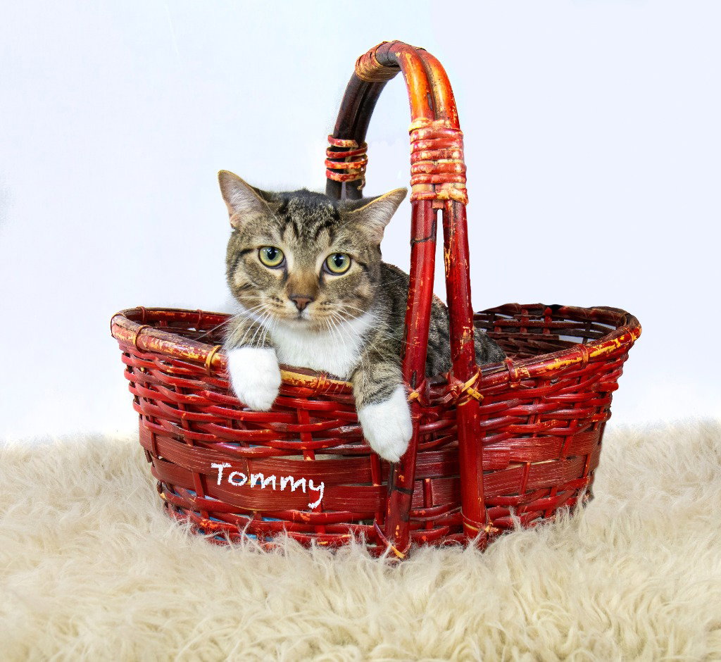 Tommy