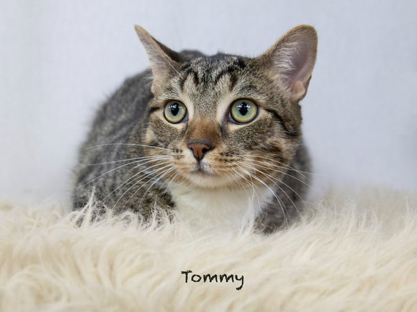 Tommy
