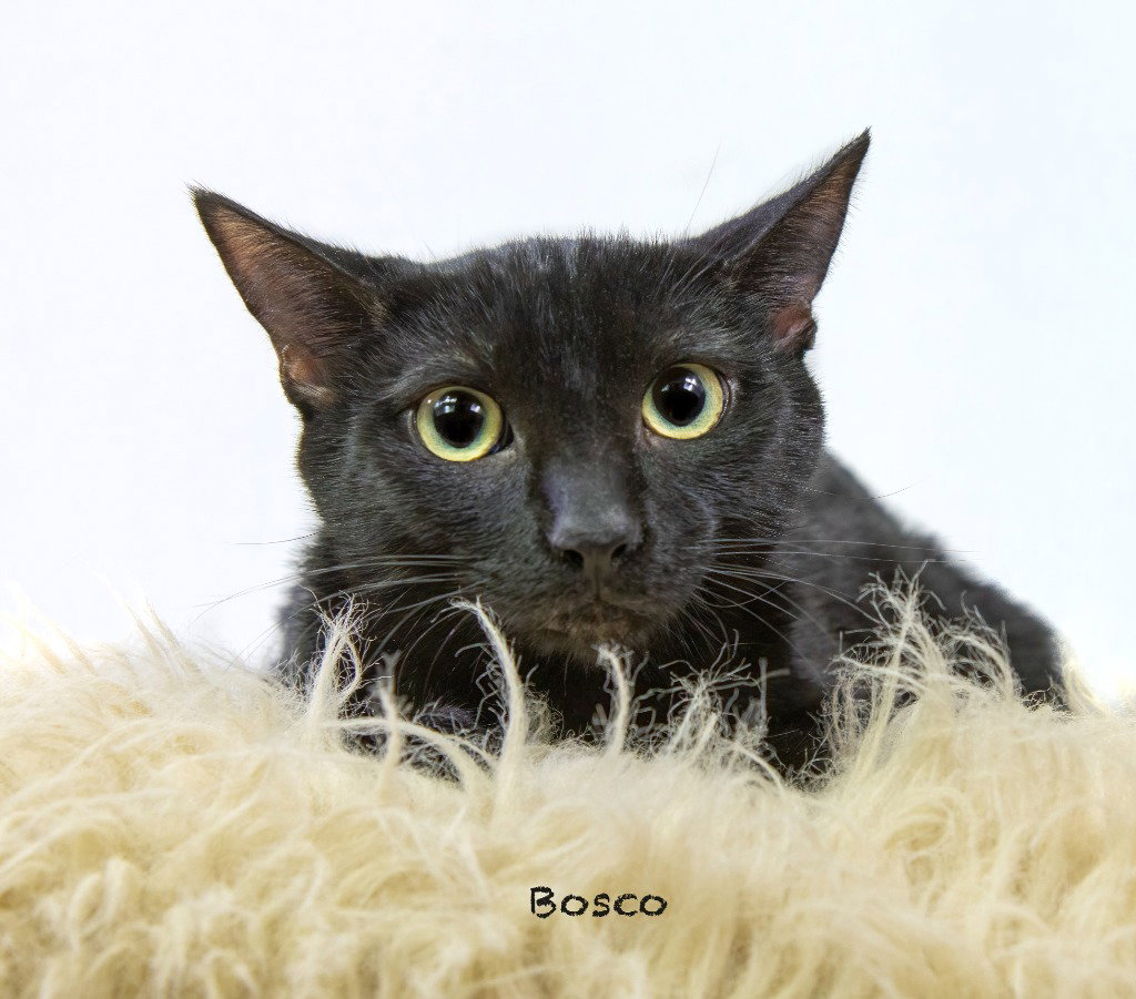 Bosco