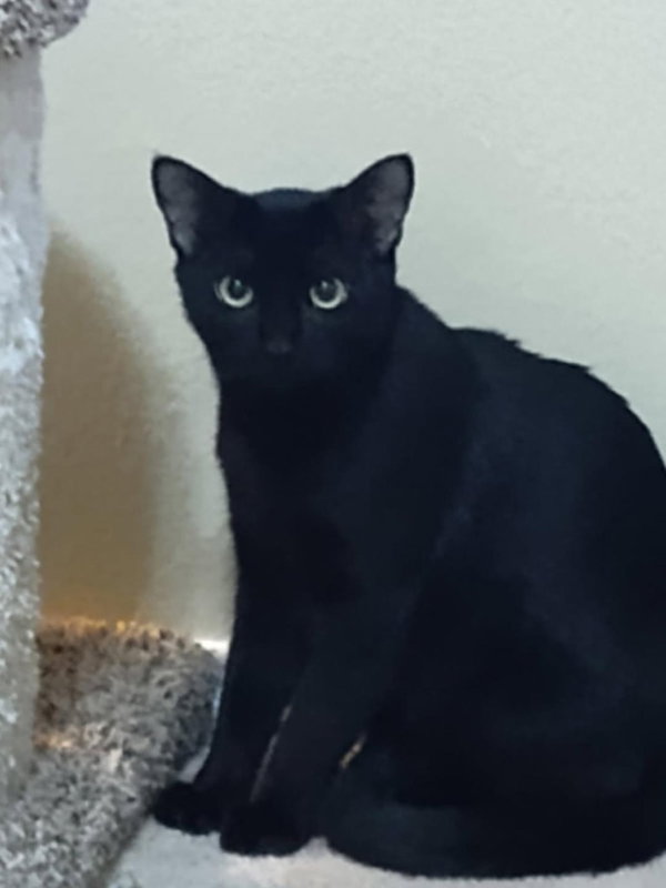 Bosco