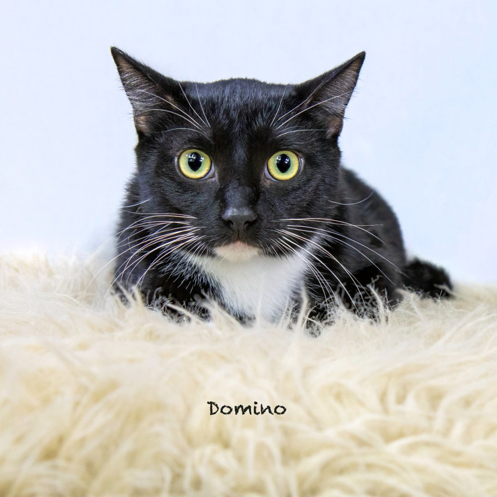 Domino