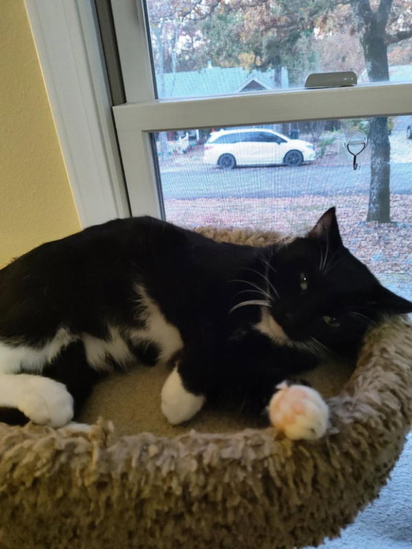 Domino