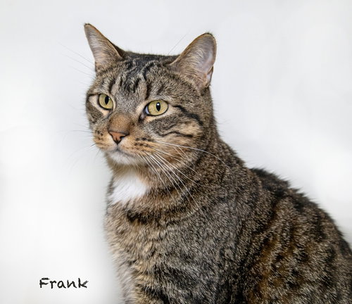 Frank, an adoptable Domestic Short Hair in Hot Springs Village, AR