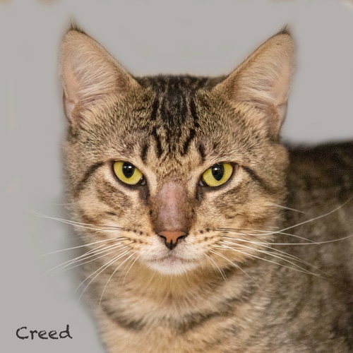 Creed, an adoptable Domestic Short Hair in Hot Springs Village, AR