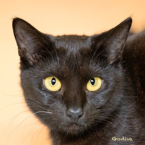 Godiva, an adoptable Domestic Short Hair in Hot Springs Village, AR
