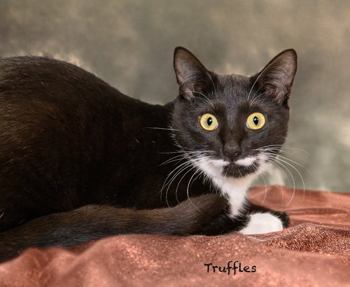 Truffles, an adoptable Domestic Short Hair in Hot Springs Village, AR