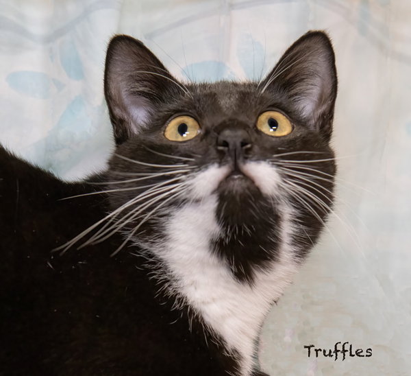 Truffles
