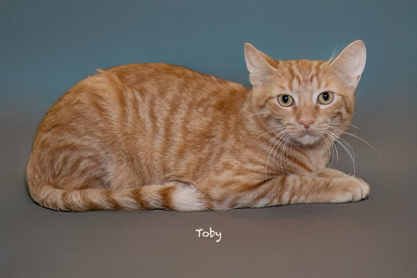 Toby