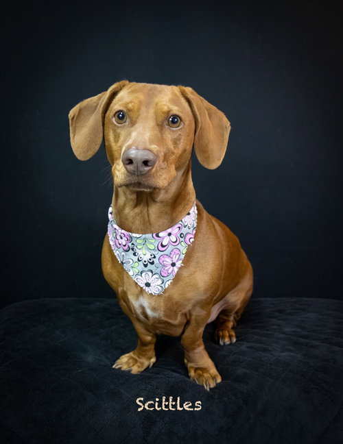 Skittles, an adoptable Dachshund in Hot Springs Village, AR