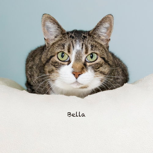Bella, an adoptable Domestic Short Hair in Hot Springs Village, AR