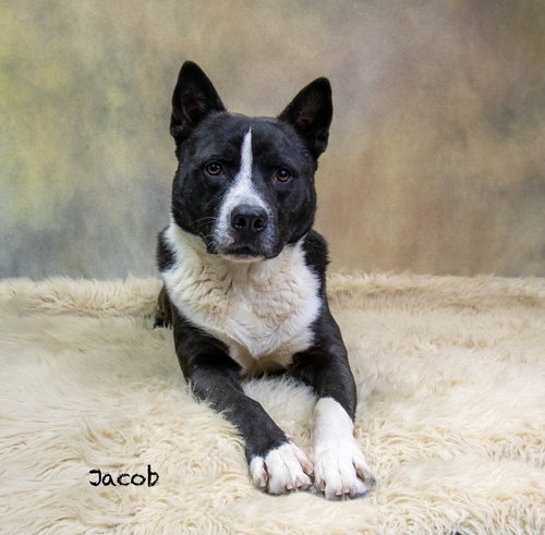Jacob, an adoptable Akita in Hot Springs Village, AR