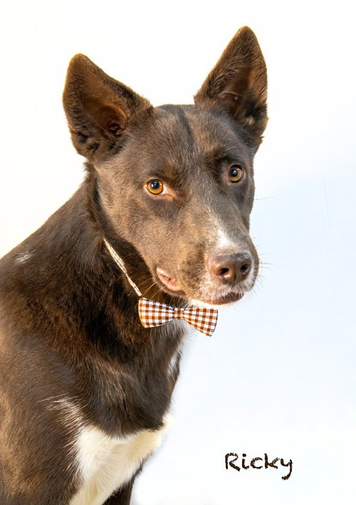 Ricky, an adoptable Shepherd in Hot Springs Village, AR