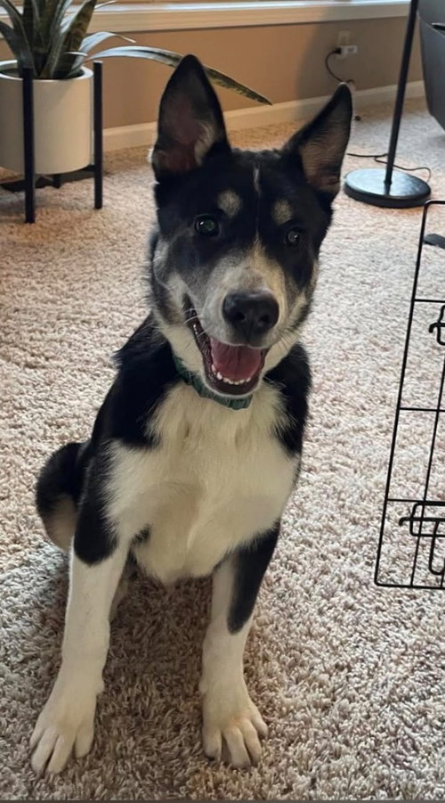 Bongo, an adoptable Shepherd in Hot Springs Village, AR
