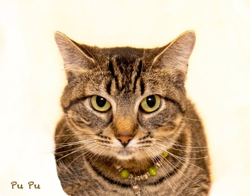 picture of the cat needing adoption