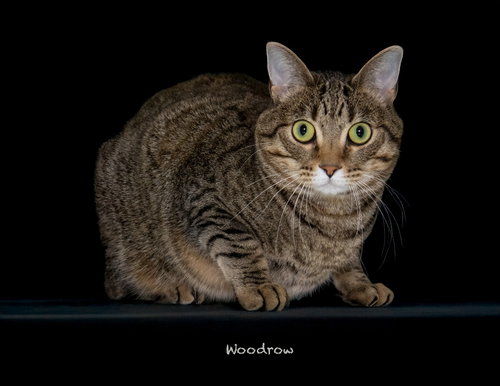 picture of the cat needing adoption