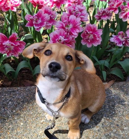 picture of the dog needing adoption