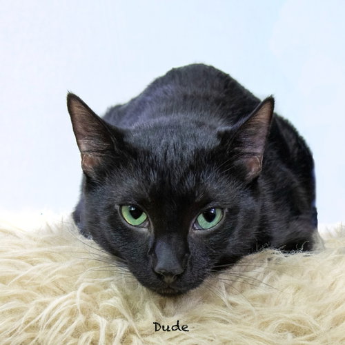 Dude, Young Domestic Short Hair / Mixed, cat for adoption in Hot Springs Village, Arkansas