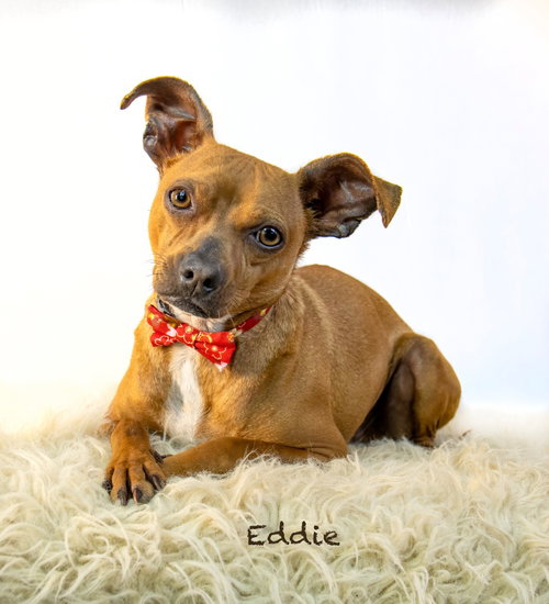 picture of the dog needing adoption