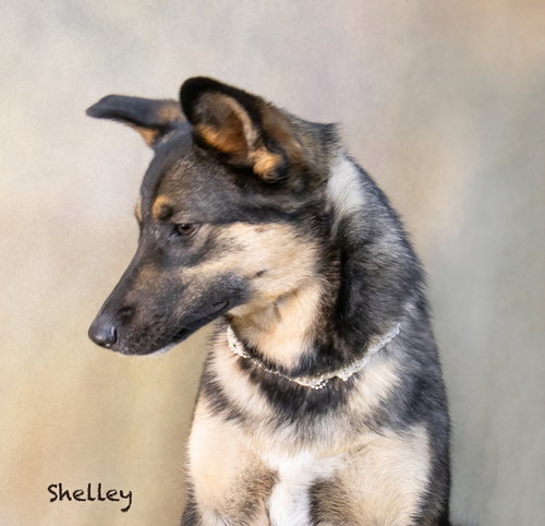 Shelley (dog), an adoptable Shepherd in Hot Springs Village, AR