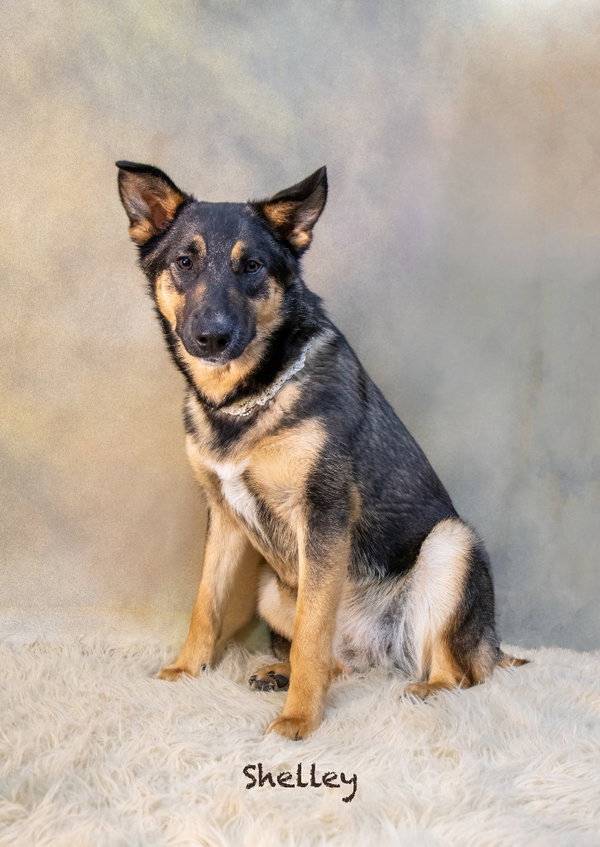 Shelley (dog)