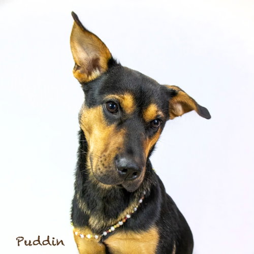 Puddin, an adoptable German Shepherd Dog in Hot Springs Village, AR
