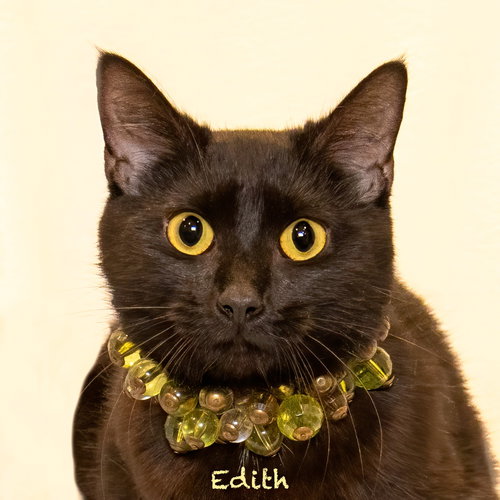 Edith, Adult Domestic Short Hair / Mixed, cat for adoption in Hot Springs Village, Arkansas