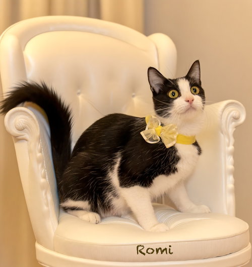 Romi, Young Domestic Short Hair / Mixed, cat for adoption in Hot Springs Village, Arkansas